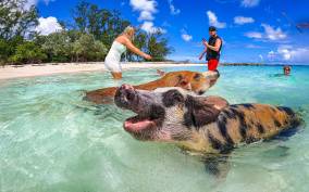 From Nassau: Rose Island Swimming Pigs Water Taxi w/ Drinks