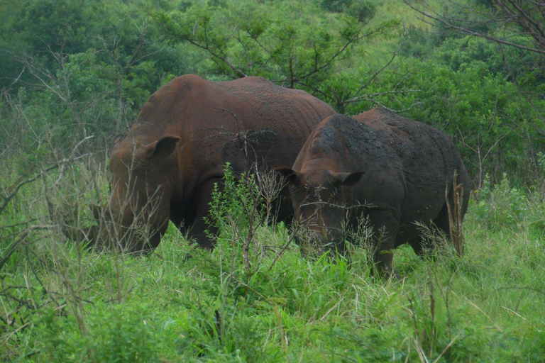 Hluhluwe-iMfolozi Park - Open Safari Vehicle Game Drives