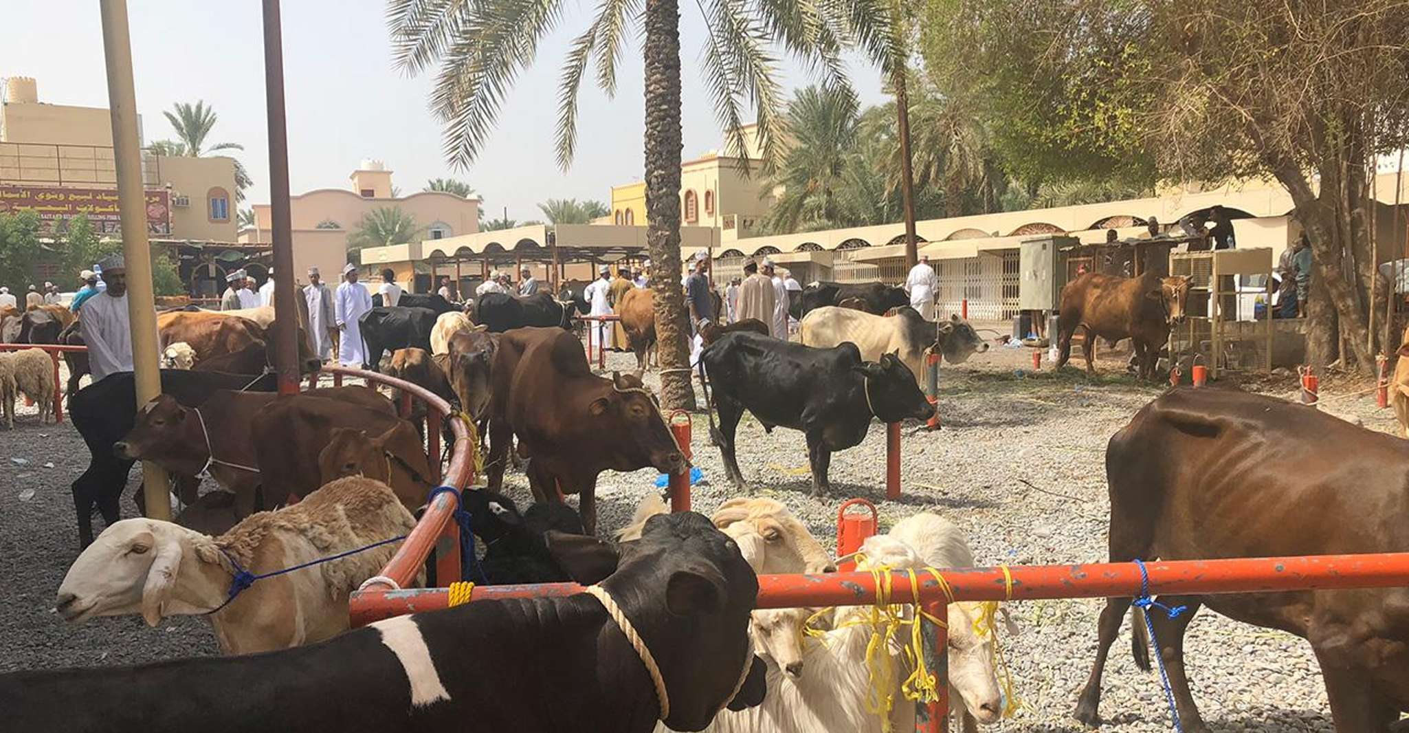 Nizwa Friday Market, Unveiling Oman's Traditional Treasures - Housity