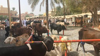 Nizwa Friday Market, Unveiling Oman's Traditional Treasures - Housity