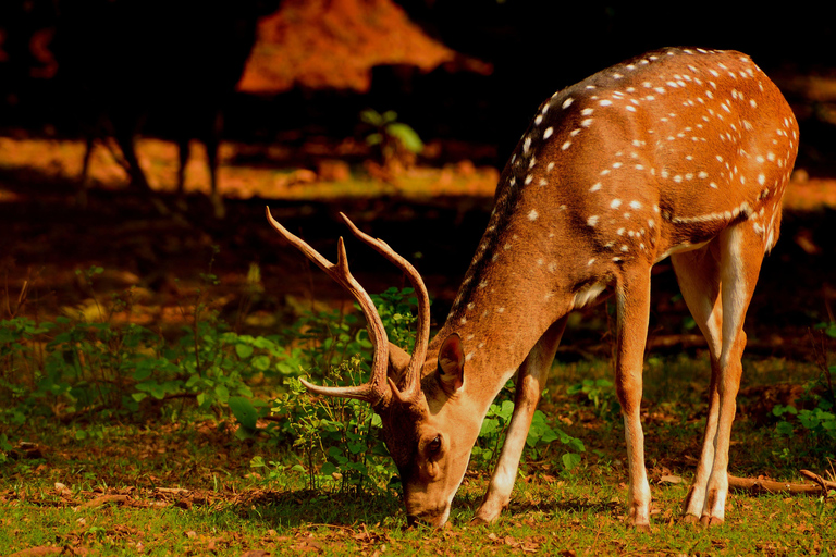 Z Jaipur: Jednodniowa wycieczka Ranthambore Tiger SafariZ Jaipur: Prywatna jednodniowa wycieczka Ranthambore z Tiger Safari