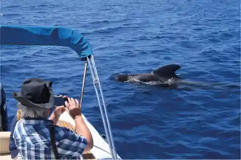 Costa Adeje: Eco Experiencia de Avistamiento de Ballenas con Hidrófono.