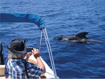 Costa Adeje: Eco Experiencia de Avistamiento de Ballenas con Hidrófono.