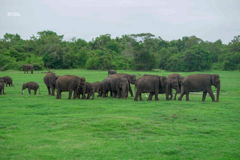 Kaudulla: Safari en elefante al atardecer con vistas impresionantes