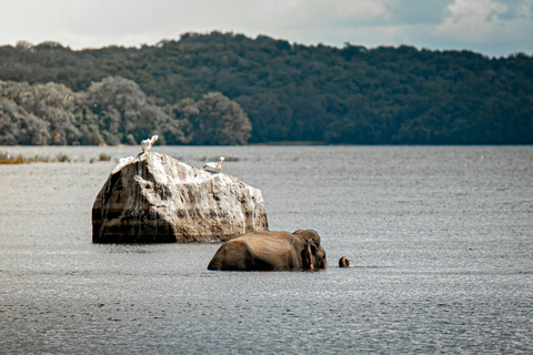 Sigiriya: Polonnaruwa City Tour & Ethical Minneriya Safari Sigiriya: Polonnaruwa Heritage Tour & Elephant Safari