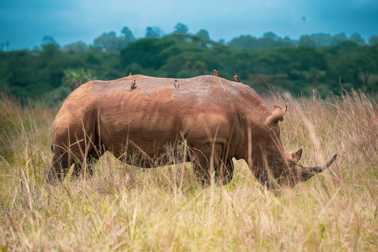 Mwea National Reserve Full-Day Safari from Nairobi