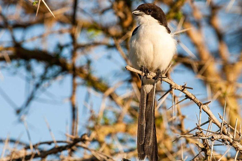 Daressalam: 5-tägige Safari im Süden