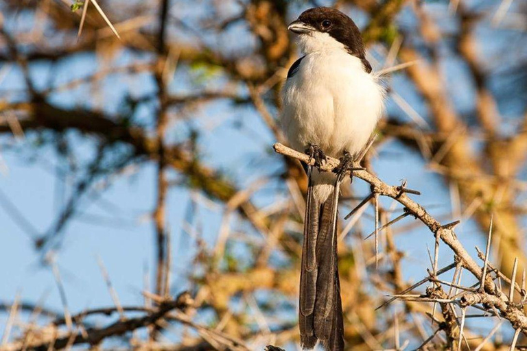 Daressalam: 5-tägige Safari im Süden