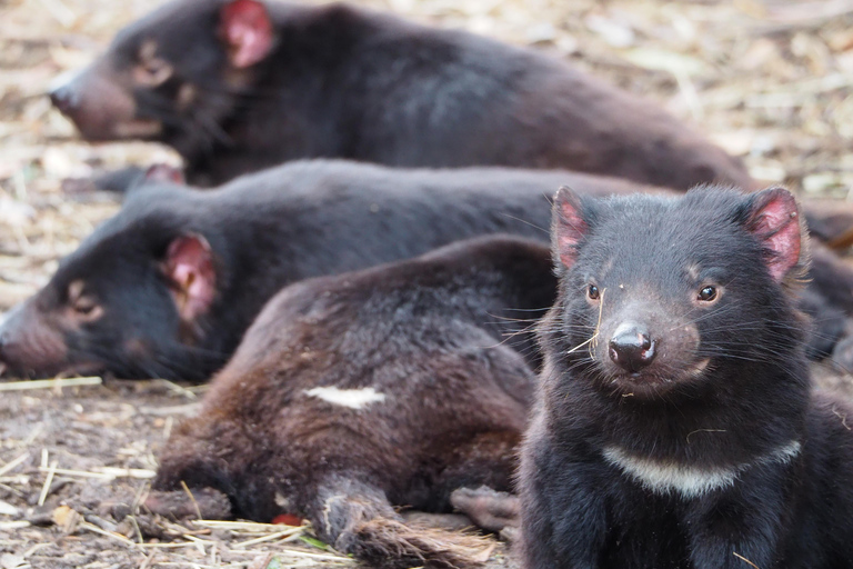 Tasmanië: 6-daagse natuurtour vanuit HobartMotel Tweepersoonskamer