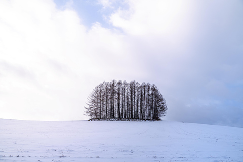 Sapporo: Hokkaido Biei Best 5 Photo Spots Day Tour Shared Tour, Meet at Odori Station