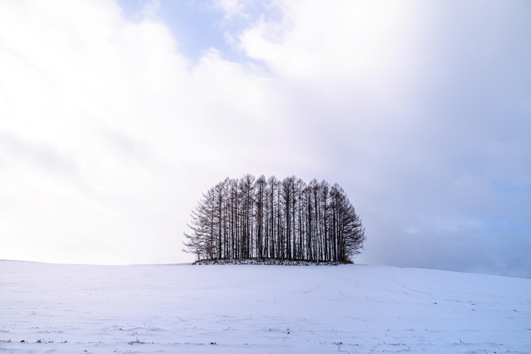 Sapporo: Hokkaido Biei Best 5 Photo Spots Day Tour Shared Tour, Meet at Odori Station