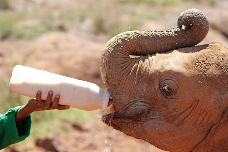 Nairobi: Elephant Orphanage & Giraffe Centre Tour Elephant Orphanage & Giraffe Centre Tour Without Entry Fee