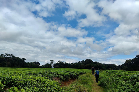 Kigali:1 Day Nyungwe Canopy Walk & Waterfall Tour adventure