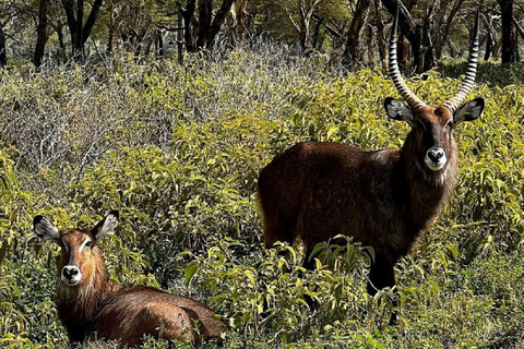 Lake Nakuru & Naivasha National Park Wildlife Highlights