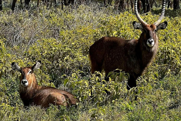 Lake Nakuru & Naivasha National Park Wildlife Highlights