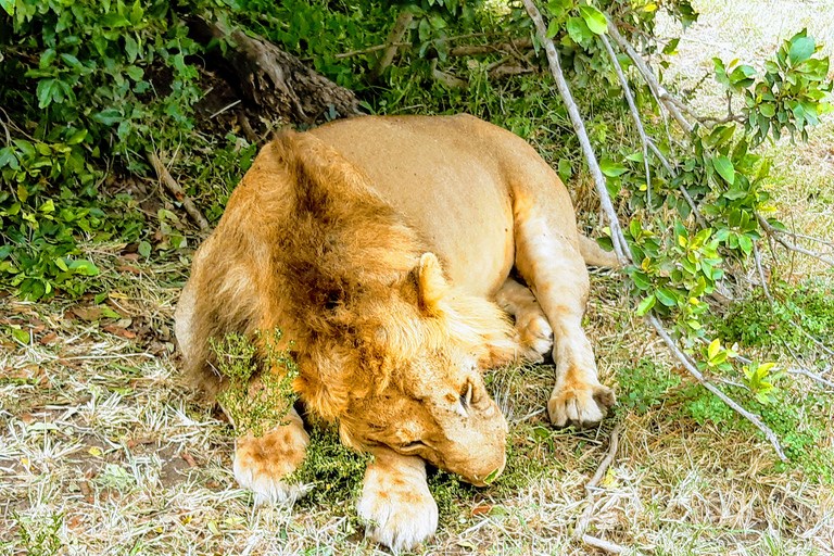 Overnight Group safari Tsavo East Safari from Mombasa/ Diani