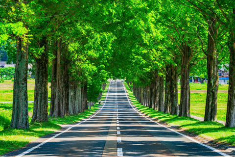 Busan: Damyang Juknokwon Bamboo Forest & Metasequoia Road Damyang Autumn Group Tour, Meet at Busan Subway Station