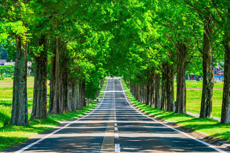 Busan: Damyang Juknokwon Bamboo Forest & Metasequoia Road Damyang Autumn Group Tour, Meet at Busan Subway Station