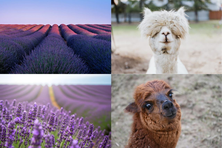 From Baku: Shamakhi, Lahij, Lavender Gardens & Alpaca Farm Lahij Lavender Garden Alpaca Farm (without tickets ) Private