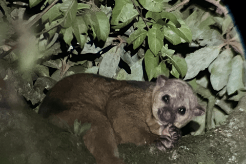 Monteverde: Cloud Forest Night Tour with Pablo