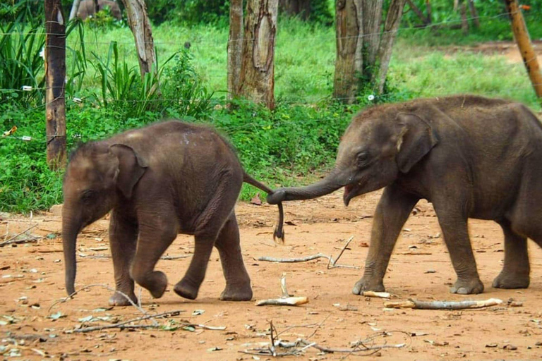 From Galle/Mirissa/Hikkaduwa: Kandy Day Tour with Pickup