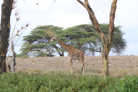 7 giorni di safari urbano e nella savana in Kenya