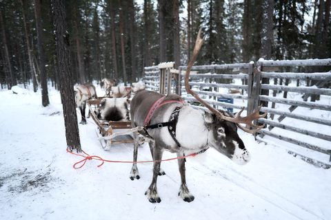 Levi: Reindeer Sleigh Ride 600m in Enchanting Forest