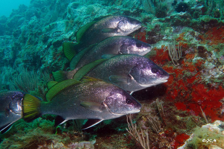 Argelès-sur-Mer: pierwsze nurkowanie w Morskim Parku Naturalnym