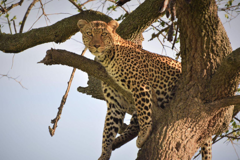 Lake Nakuru & Naivasha National Park Wildlife Highlights