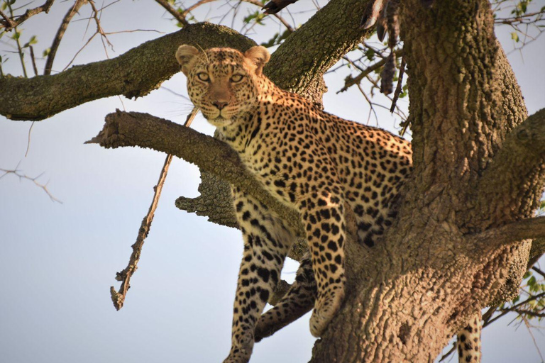 Lake Nakuru & Naivasha National Park Wildlife Highlights