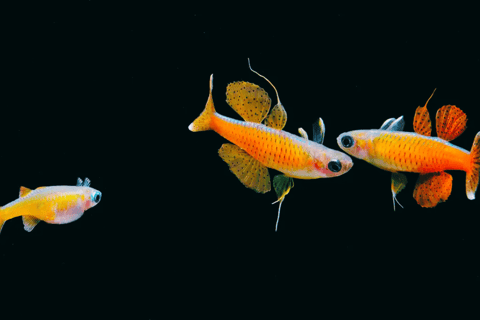 Shanghai : Les merveilles marines de l&#039;aquarium océanique de Shanghai