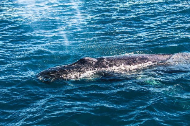 Visit Whale Watching Tour from Galle, Unawatuna, Koggala, Weligama in Kosgoda