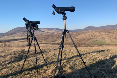 Carpathian Bear Watching Safari from Brasov