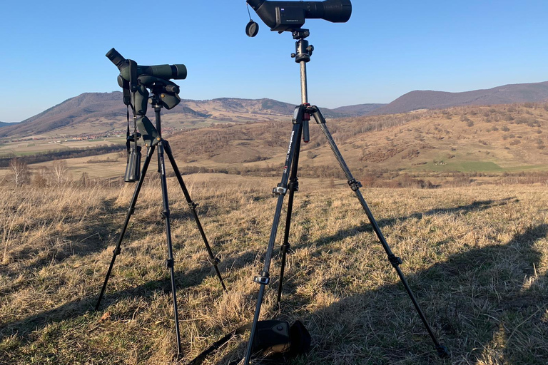 Carpathian Bear Watching Safari from Brasov