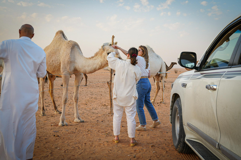 Riyadh: Camel Farm Visit in Heart Of The Desert