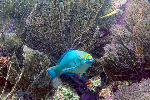 Six Fins Key West: prywatny czarter z nurkowaniem z kapitanem