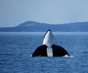 Anacortes: Orca Whales guaranteed boat tour near Seattle