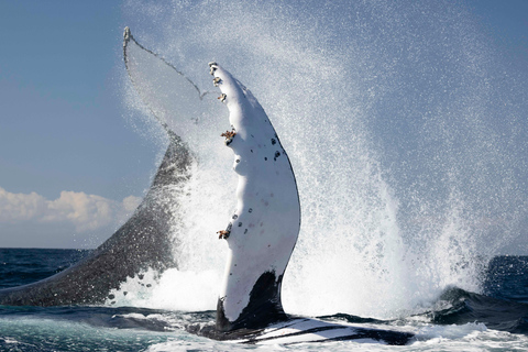 Gold Coast/Coolangatta: Whale Watching with Marine Biologist