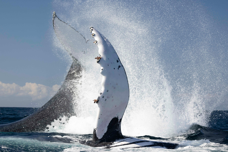 Gold Coast/Coolangatta: Whale Watching with Marine Biologist