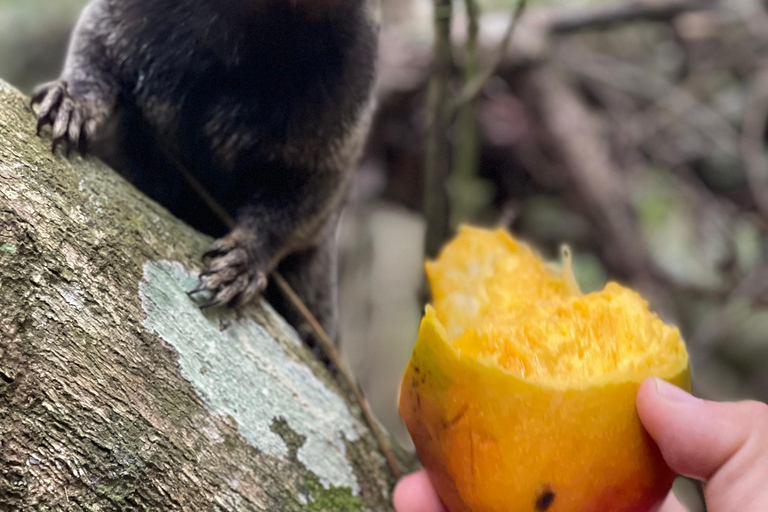 Excursion de 7 jours à Rio de Janeiro