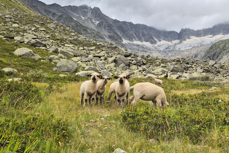 Full-Day Hiking Swiss Alps and Lake with Pick-up Shared Group Hike - From Lucerne