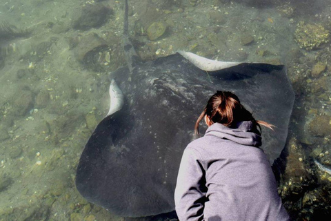 悉尼：杰维斯湾之旅，探访海滩、考拉和袋鼠上午7:30从圣安德鲁大教堂出发。