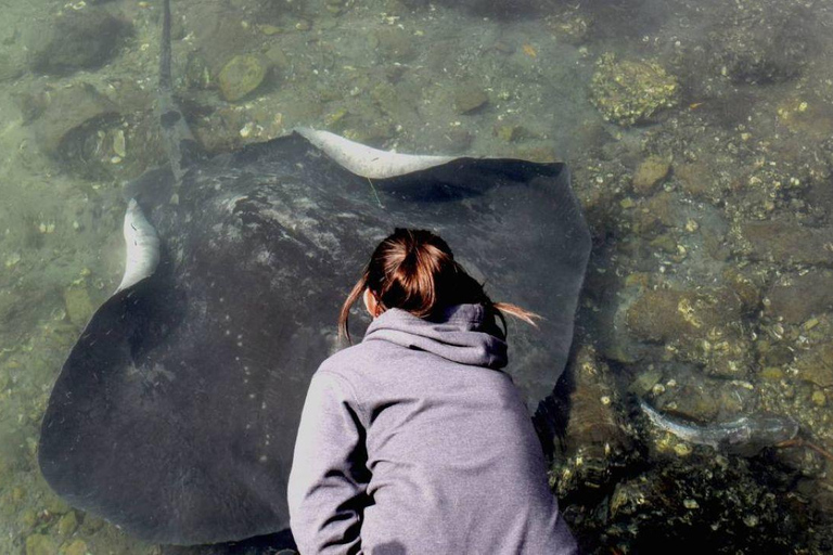 悉尼：杰维斯湾之旅，探访海滩、考拉和袋鼠上午7:30从圣安德鲁大教堂出发。