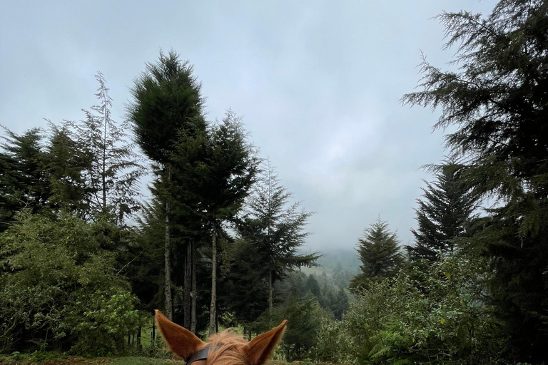 Nairóbi: Passeio a cavalo pela floresta de Karura