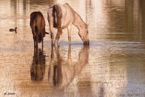 Doñana: 4x4 Trip and Exclusive Access to Coto del Rey Daily 4x4 visit to Doñana National Park