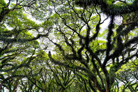 Banyuwangi: Jawatan Forest, Island Hopping, & Sunset Tour Jawatan Forest, Island Hopping, & Sunset Tour (Private)