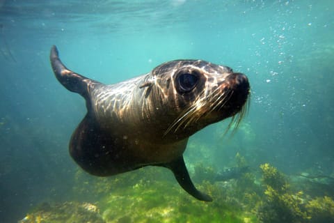 Kaikōura: Snorkeling with New Zealand Fur Seals - Image 2
