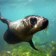 Kaikōura: Snorkeling with New Zealand Fur Seals