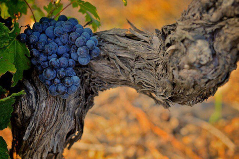 Ljubljana: Wine tasting tour