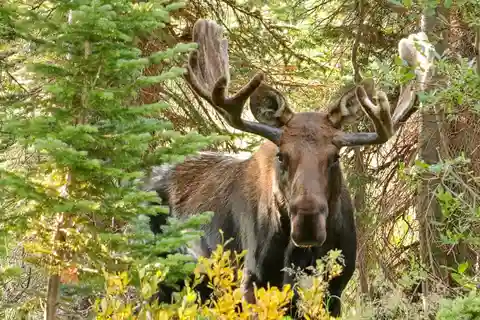 Half-Day RMNP Mountains to Sky Tour-RMNPhotographer